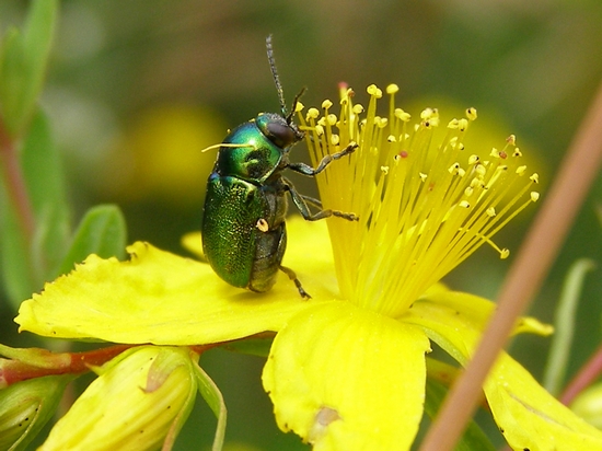 Cryptocephalus transiens a tavola